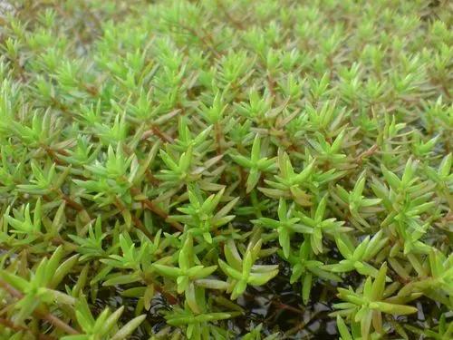 Pigmyweeds