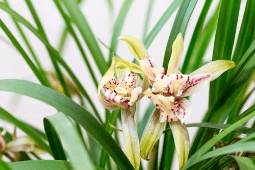 Cymbidium ensifolium 