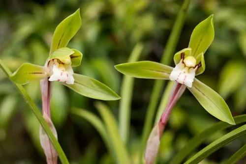 Cymbidium goeringii