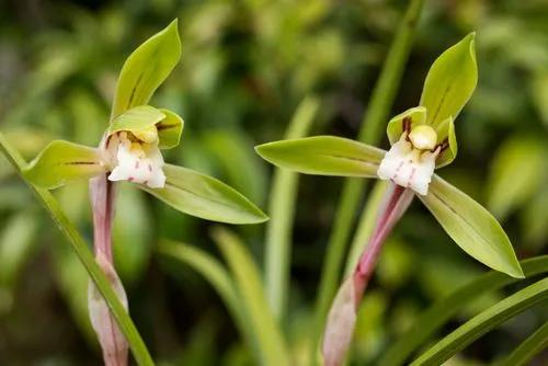 Cymbidium goeringii