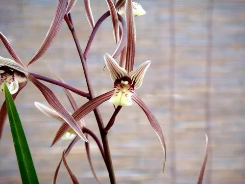 Cymbidium kanran