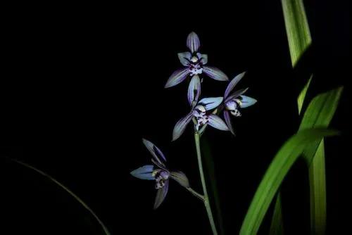 Cymbidium sinense