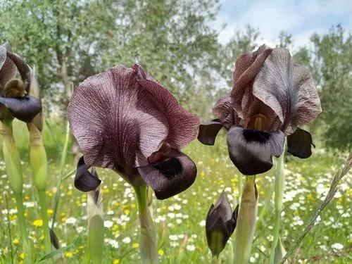 Black Iris