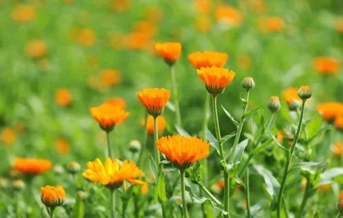 Calendula