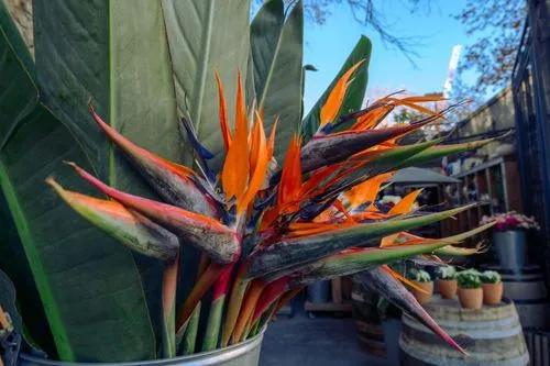 Bird of Paradise