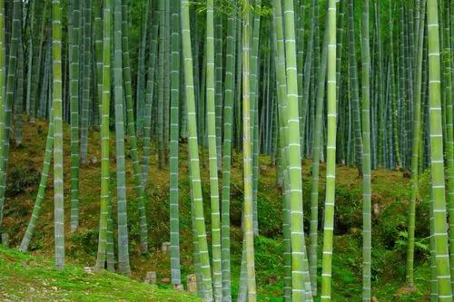 Bamboo