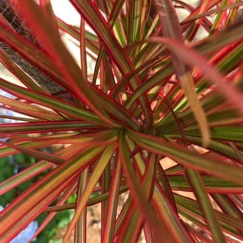 Dracaena Marginata Colorama