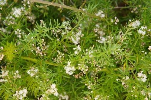 Asparagus Aethiopicus