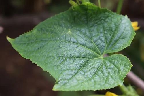 Vitis Vulpina