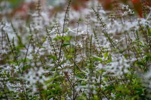 Ocimum Filamentosum