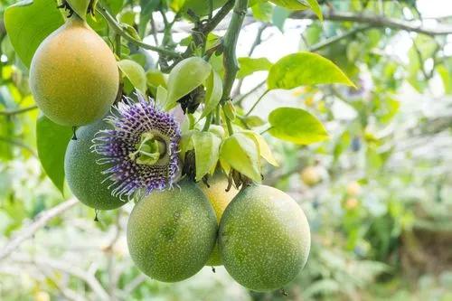 Passion Fruit