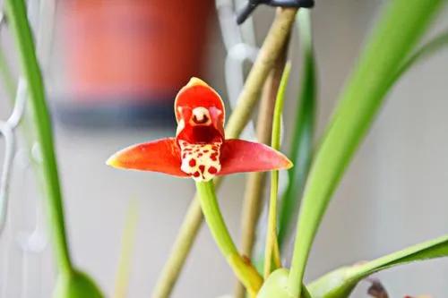 Coconut Pie Orchid (maxillaria)