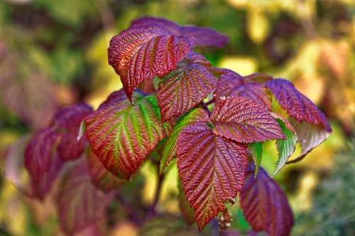 Flowering Raspberry