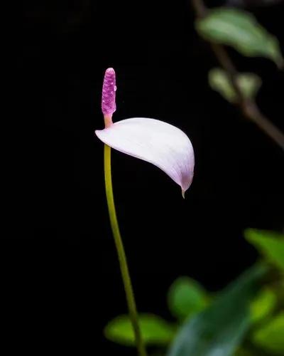 Anthurium Amnicola