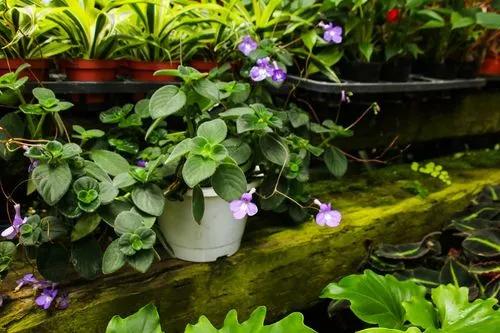 False African Violet