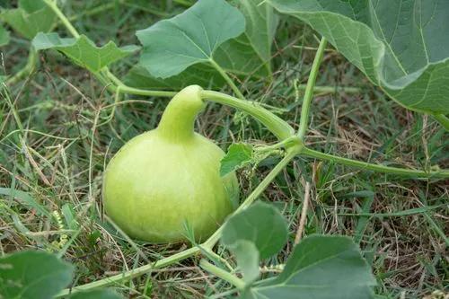 Buffalo Gourd