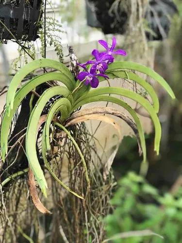 Vanda Coerulescens