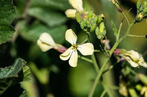 Wild Radish