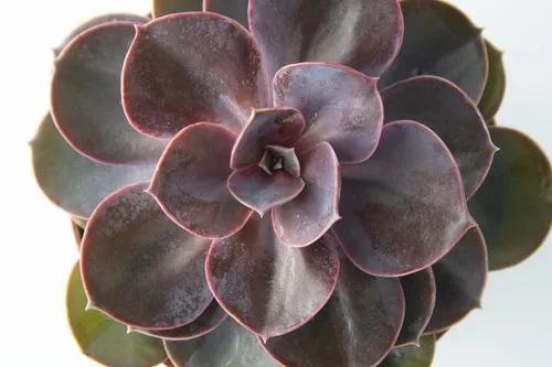 Echeveria Dusty Rose