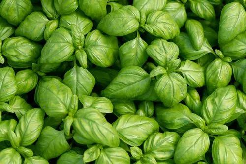 Basil