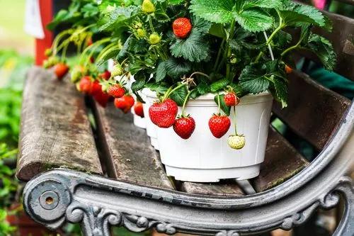 Garden Strawberry