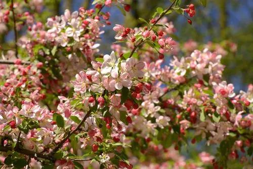 Japanese Crab Apple