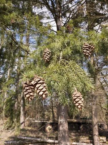 Douglas Fir Tree