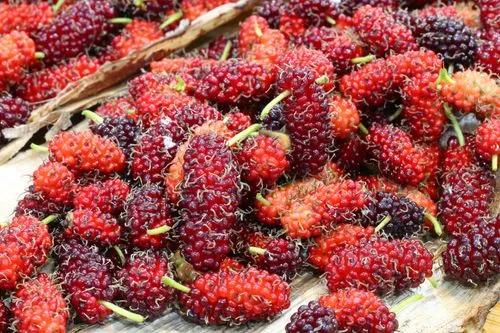 Red Mulberry