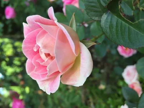 Rose 'astrid Lindgren'