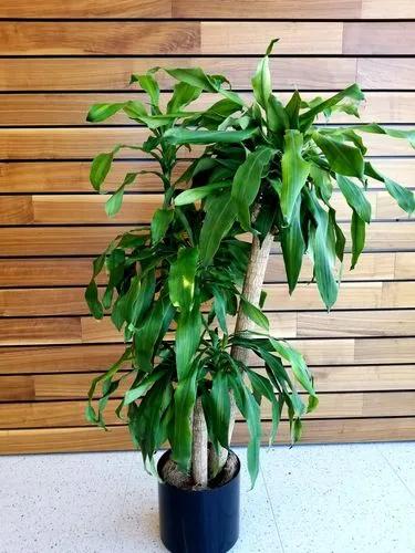 Dracaena Janet Lind