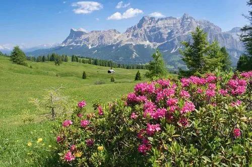 Alpine-rose