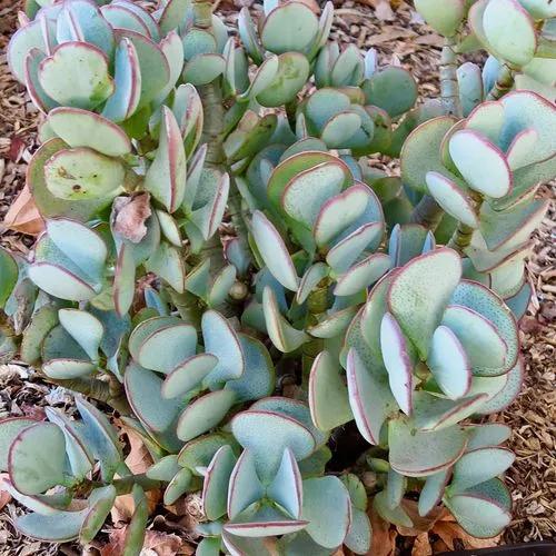 Blue Bird Jade Plant