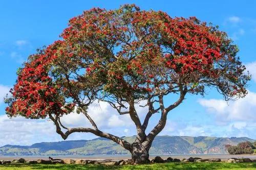 New Zealand Christmas Tree