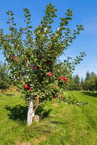 Honeycrisp Apple