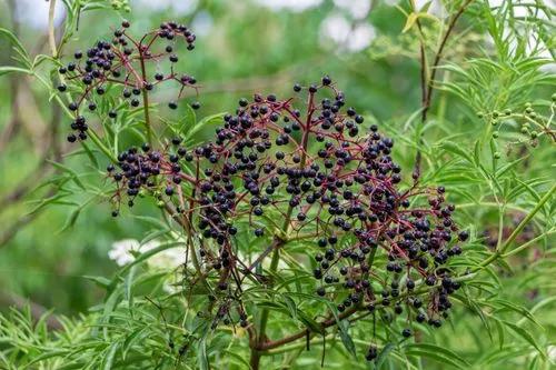 American Black Elderberry