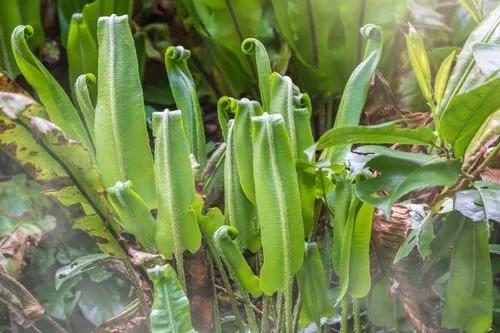 Hart's-tongue Fern