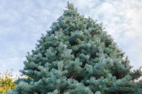 California White Fir