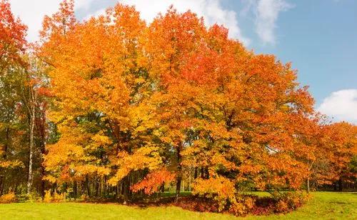 Northern Red Oak