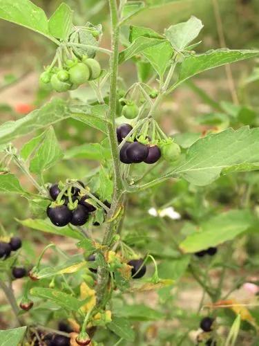 Black Nightshade