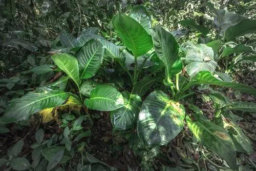 Dieffenbachia Nitidipetiolata
