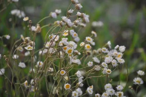 Bilbao Fleabane