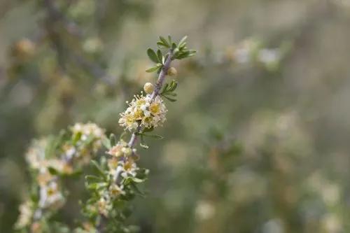 Wild Almond