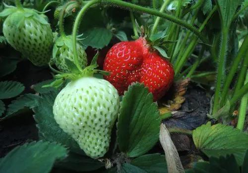 Ozark Beauty Strawberries