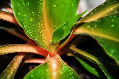 Chlorophytum orchidastrum