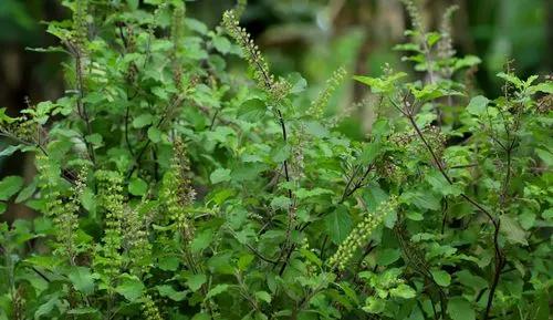 Holy Basil