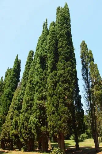 Thuja ‘Green Giant’