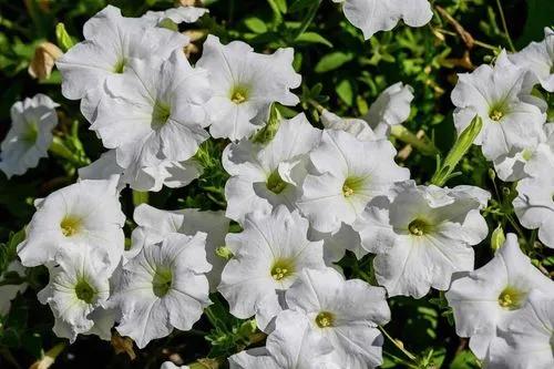 Large white petunia