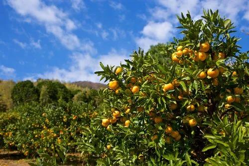 Satsuma Tree