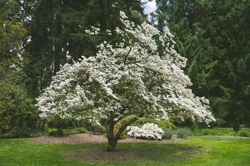 Flowering dogwood