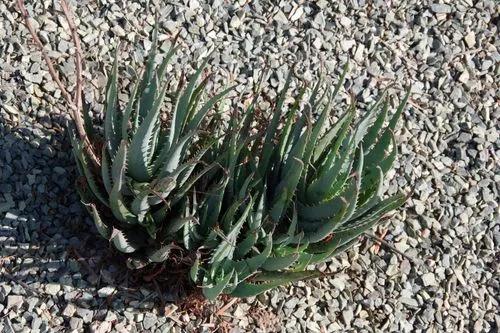 Aloe 'blaue Elfe'